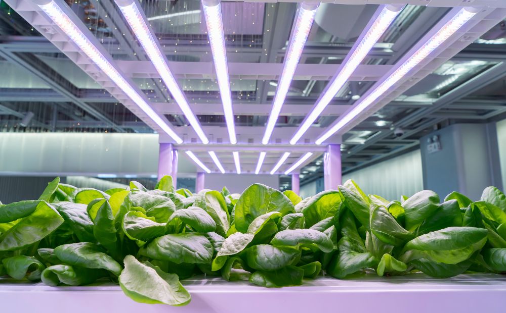 LED Grow Lights