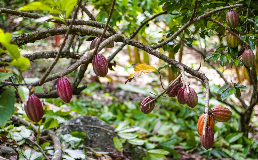 Sustainable Agroforestry