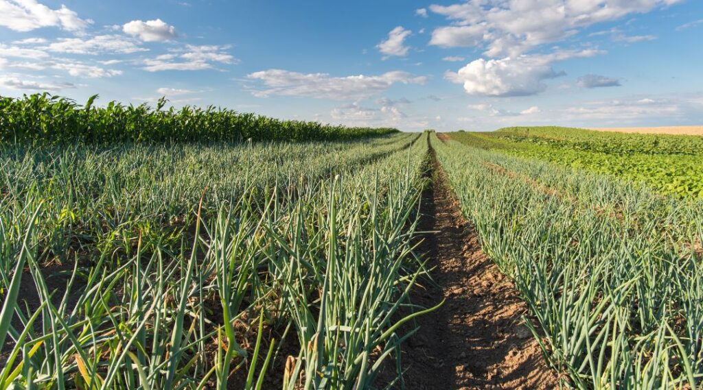 Onion Growers