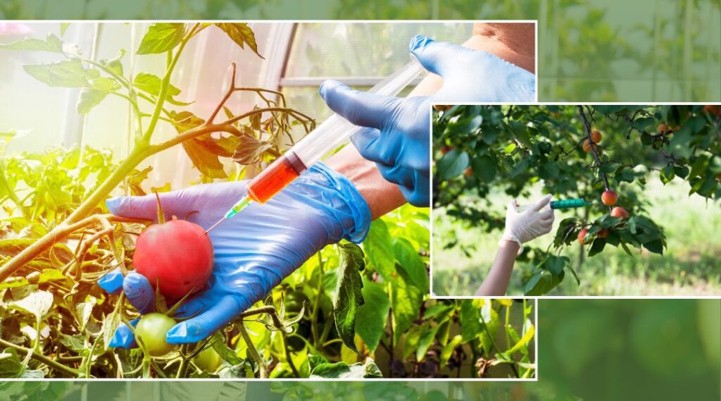 Genetically Modified Foods