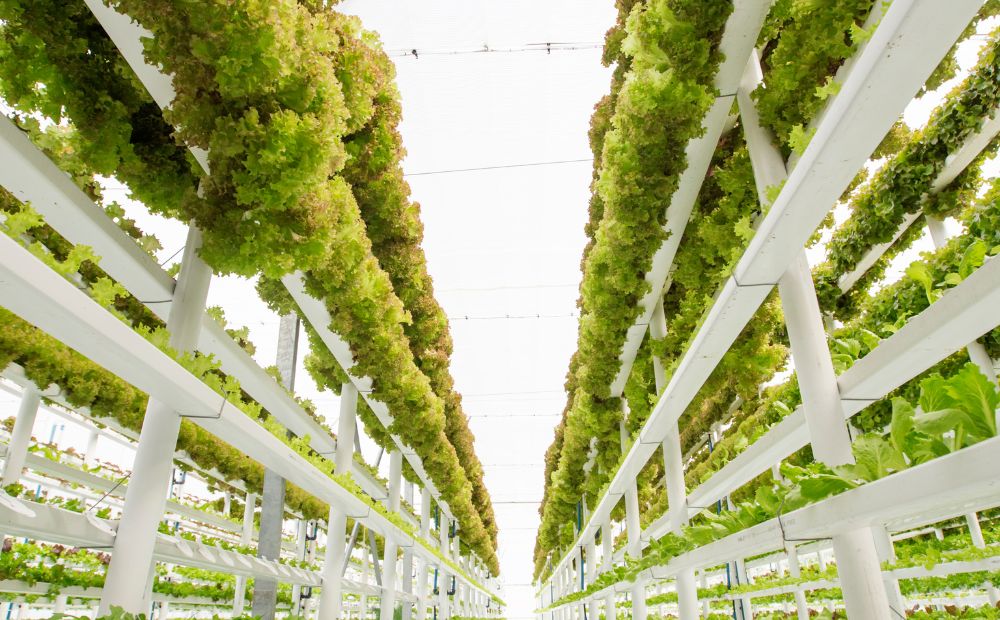 Global Vertical Farming