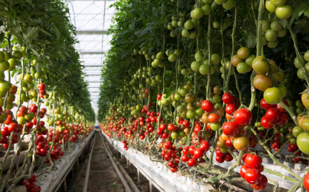 Vertical Farming in Dubai