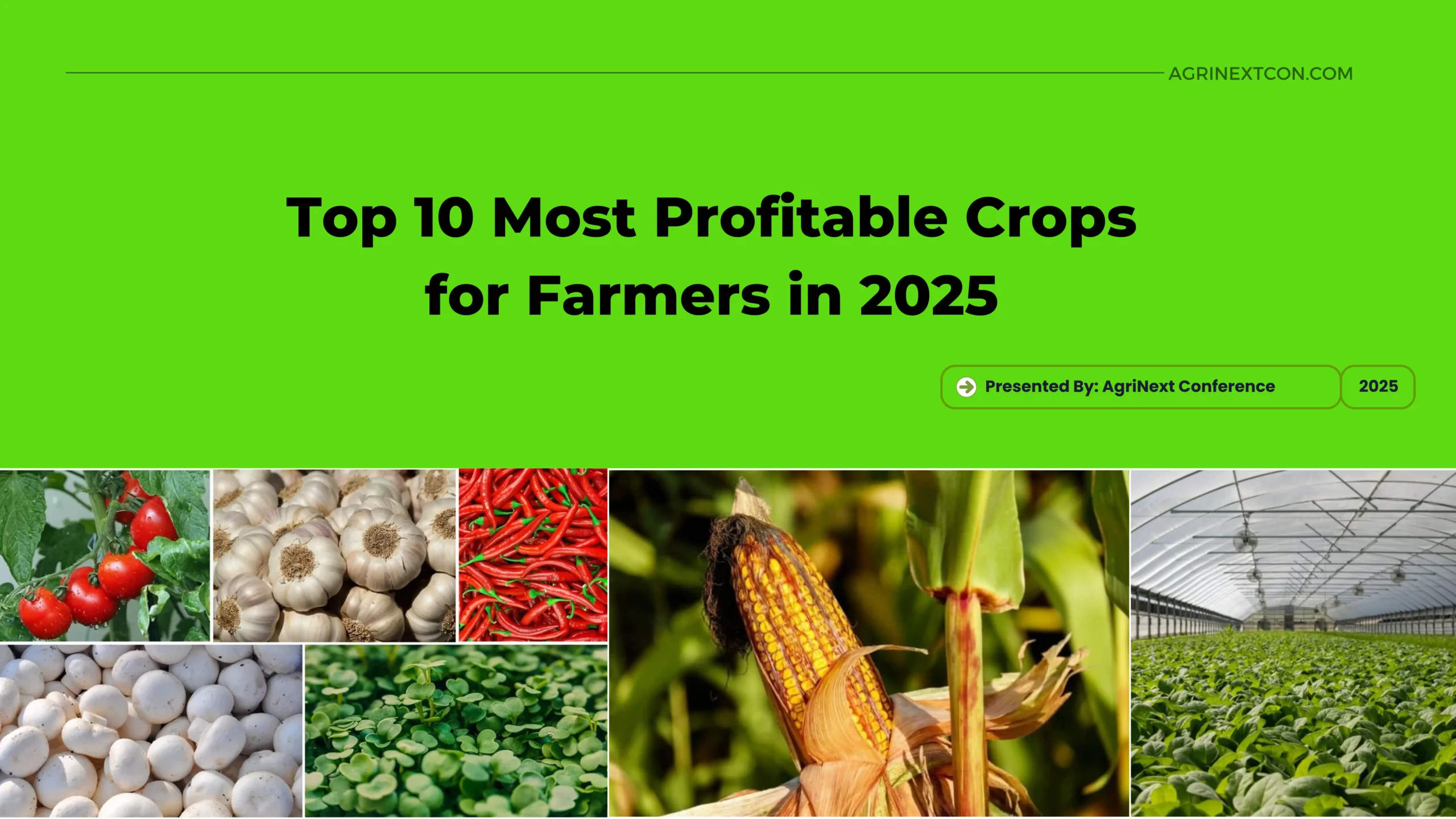 Top 10 Most Profitable Crops for Farmers in 2025