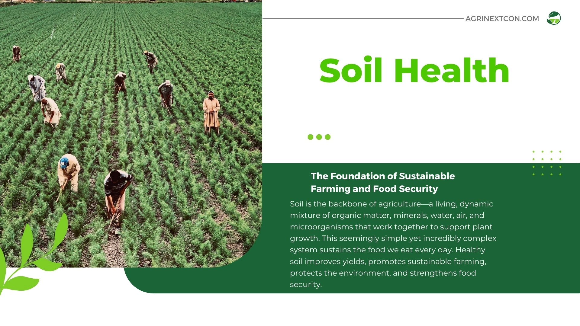 Soil Health: The Foundation of Sustainable Farming and Food Security