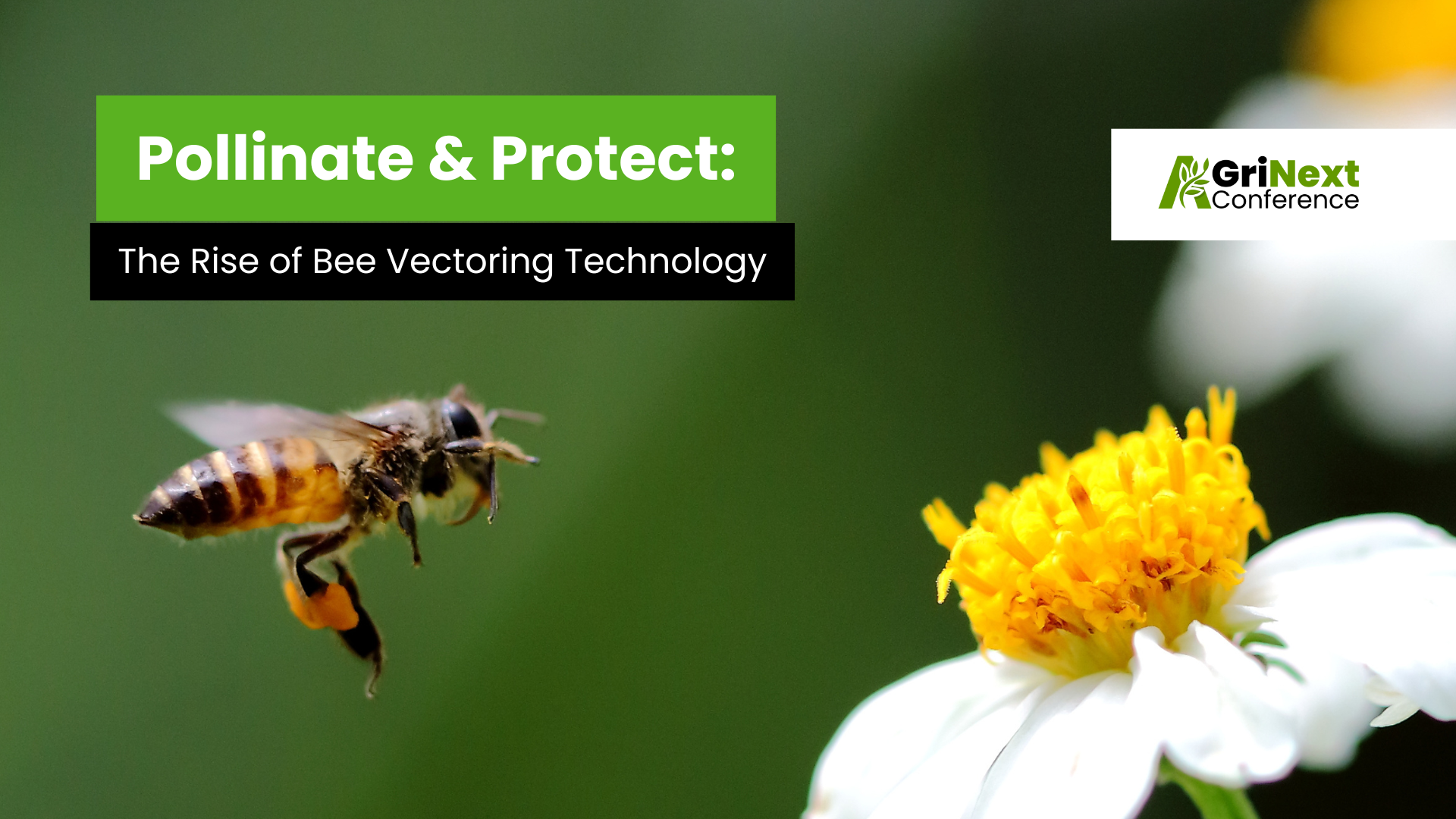Pollinate & Protect: The Rise of Bee Vectoring Technology