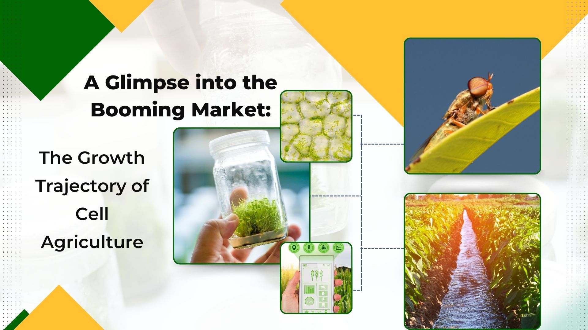 A Glimpse into the Booming Market: The Growth Trajectory of Cellular Agriculture