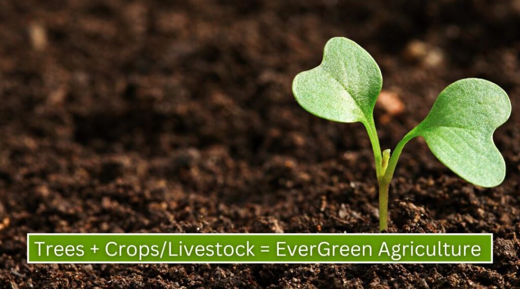 EverGreen Agriculture