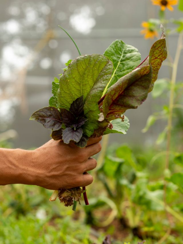 Harvesting the Future: The Farm-to-Table Movement Revolutionizing Our Food System