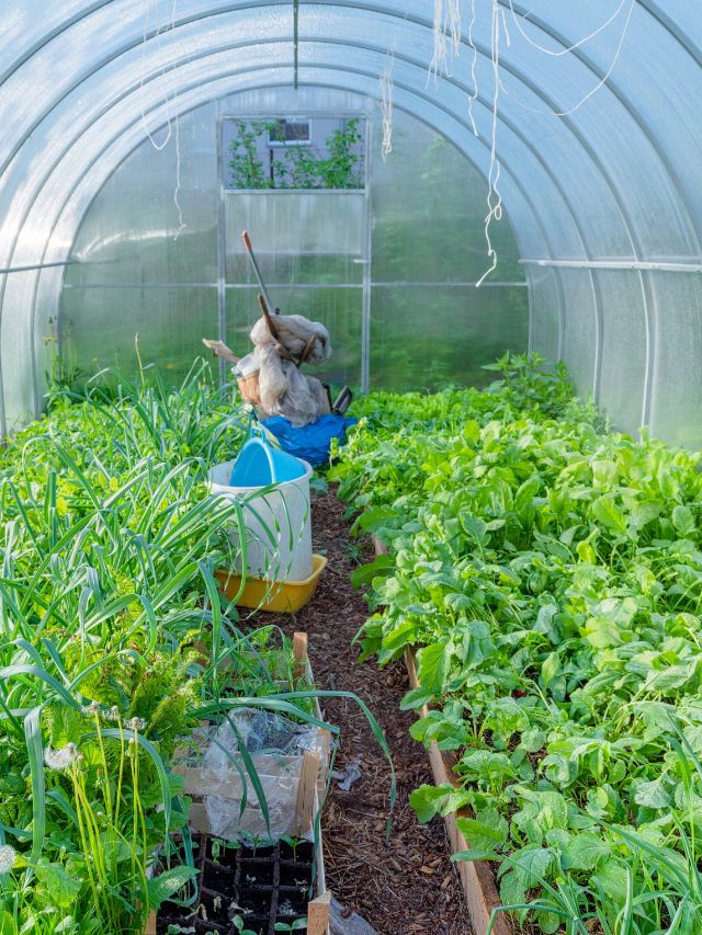 Organic Horticulture: Growing Healthy, Chemical-Free Plants in Polyhouses