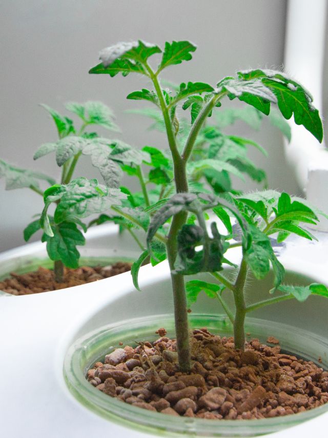 Nutrient Solutions for Hydroponics and Aeroponics