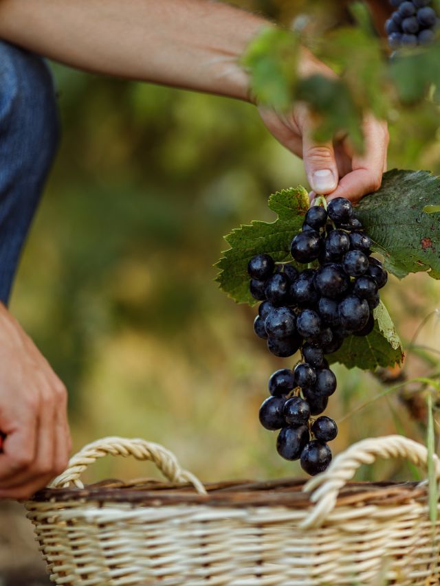 The Dual Impact of Precision and Sustainable Viticulture on Wine’s Future