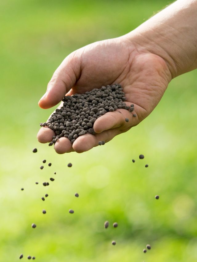 Sowing the Future: Your Essential Guide to Modern Agricultural Seeds