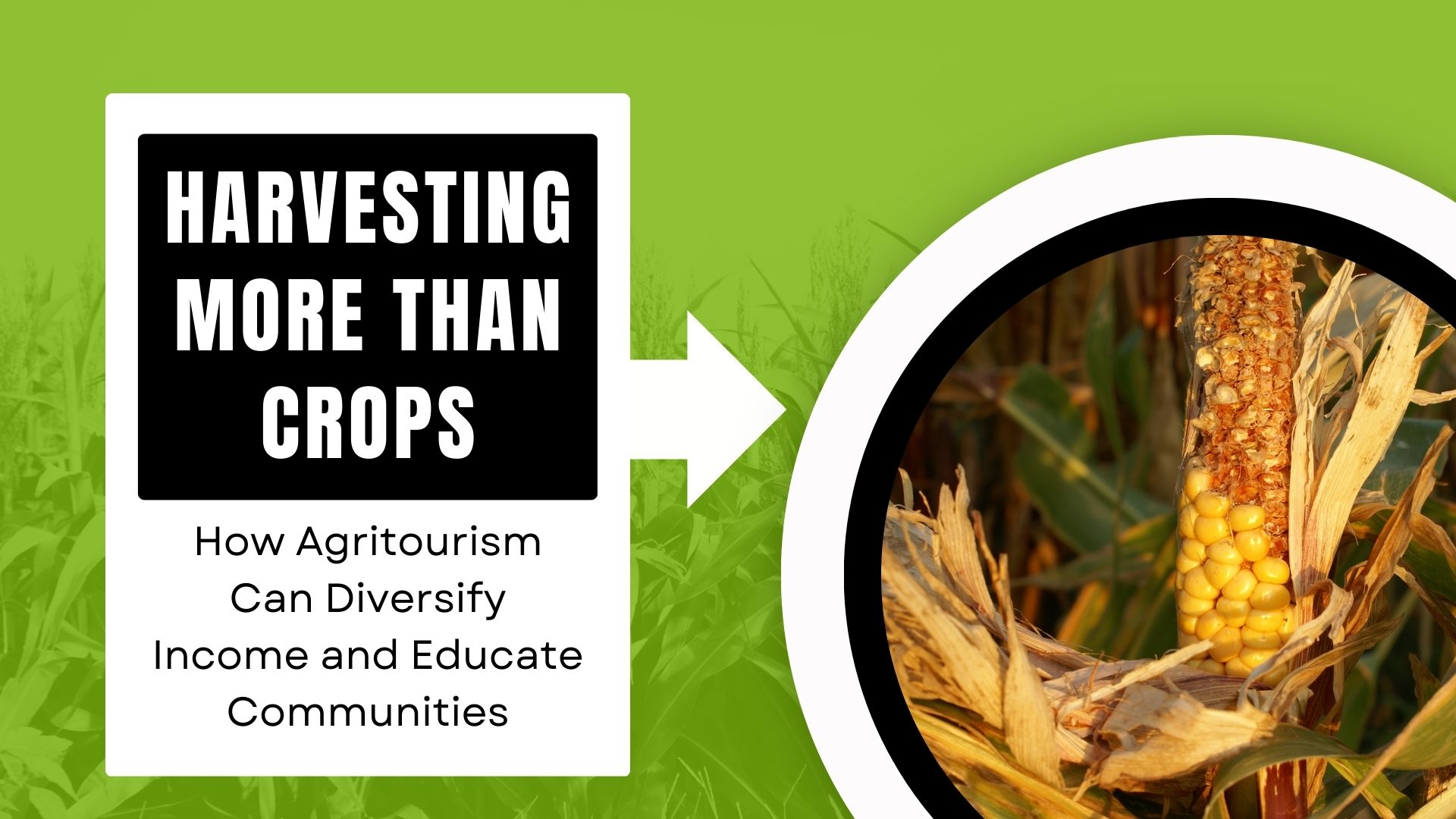 Harvesting More Than Crops: How Agritourism Can Diversify Income and Educate Communities