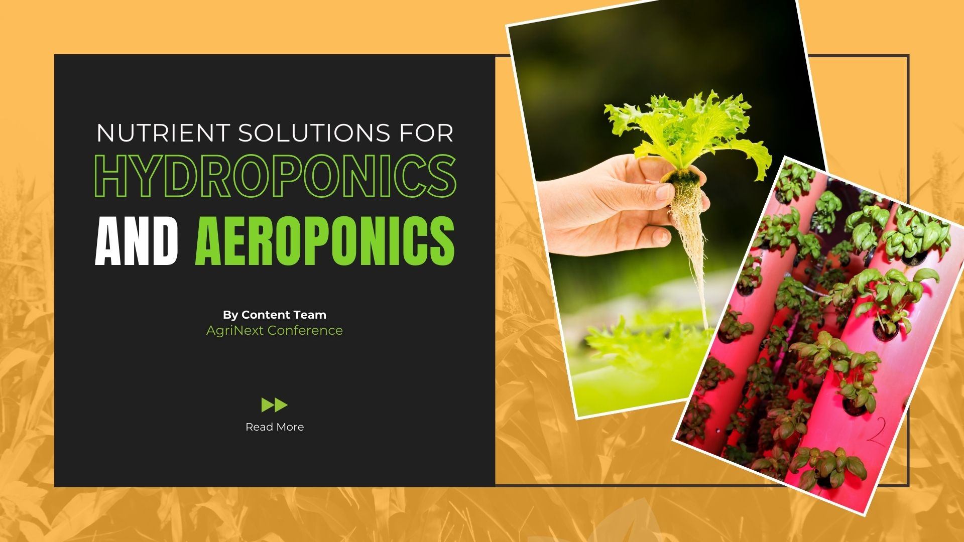 Nutrient Solutions for Hydroponics and Aeroponics