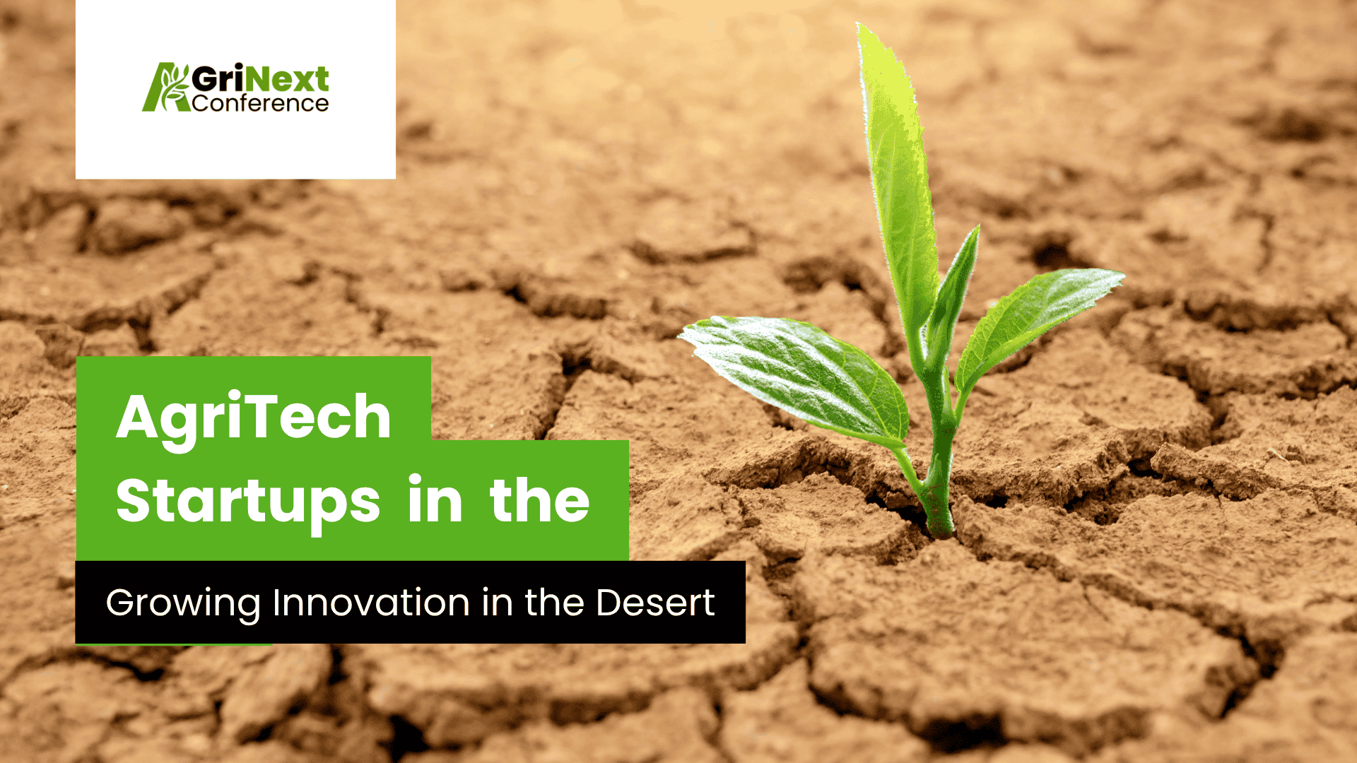AgriTech Startups in the UAE: Growing Innovation in the Desert