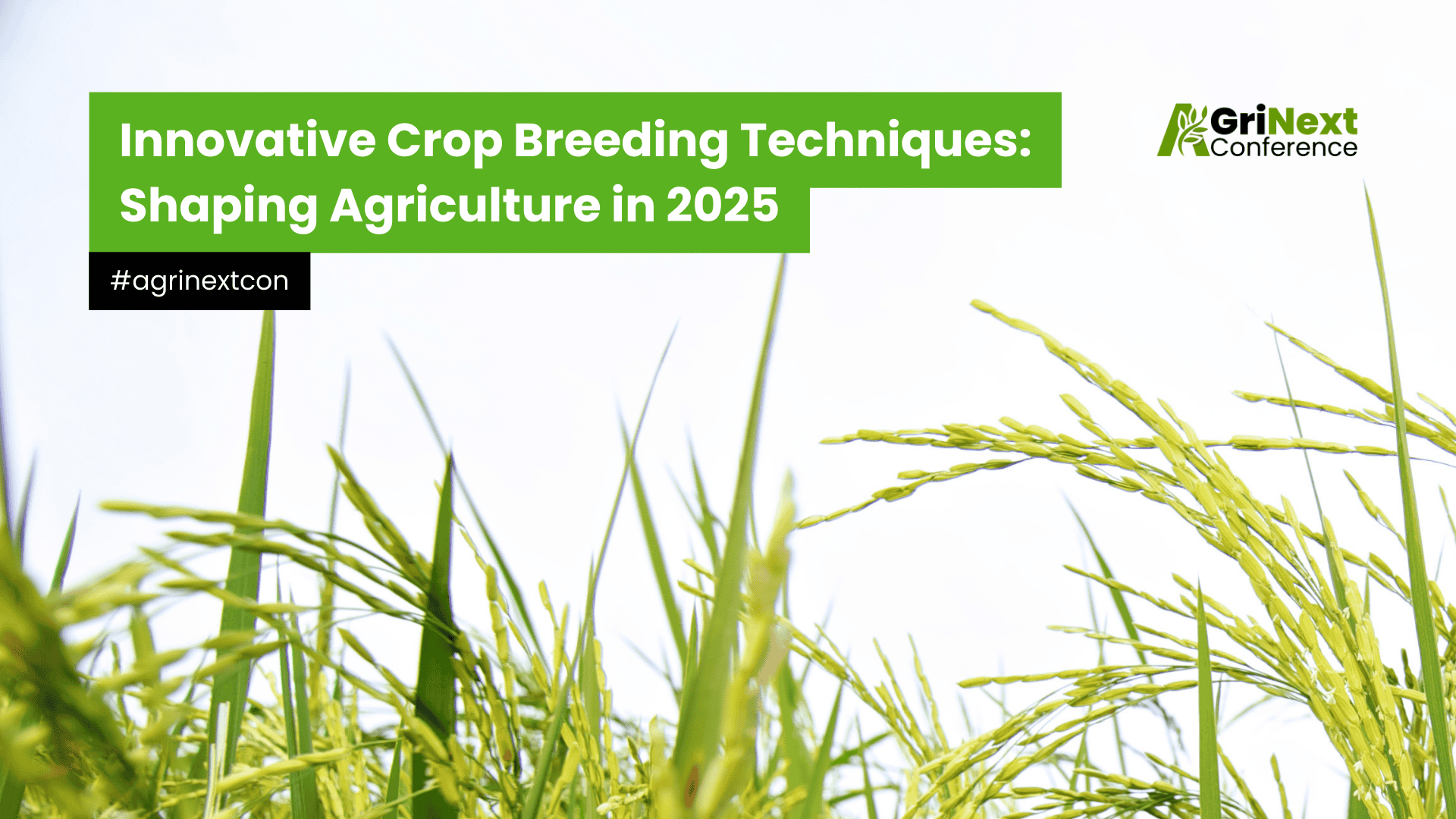 Innovative Crop Breeding Techniques: Shaping Agriculture in 2025
