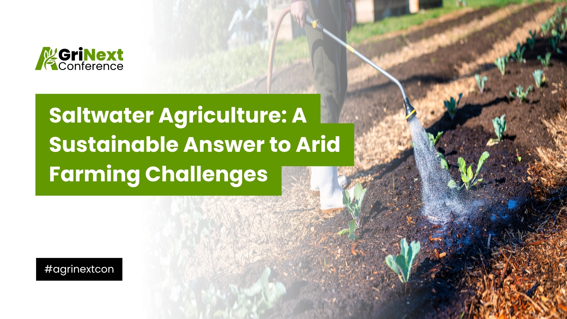 Saltwater Agriculture: A Sustainable Answer to Arid Farming Challenges