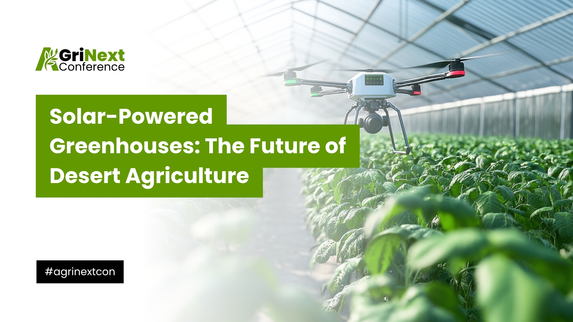 Solar-Powered Greenhouses: The Future of Desert Agriculture